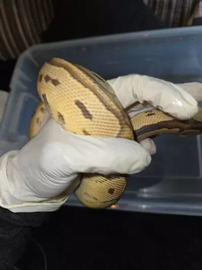 plant/Ball-0-thumbnail