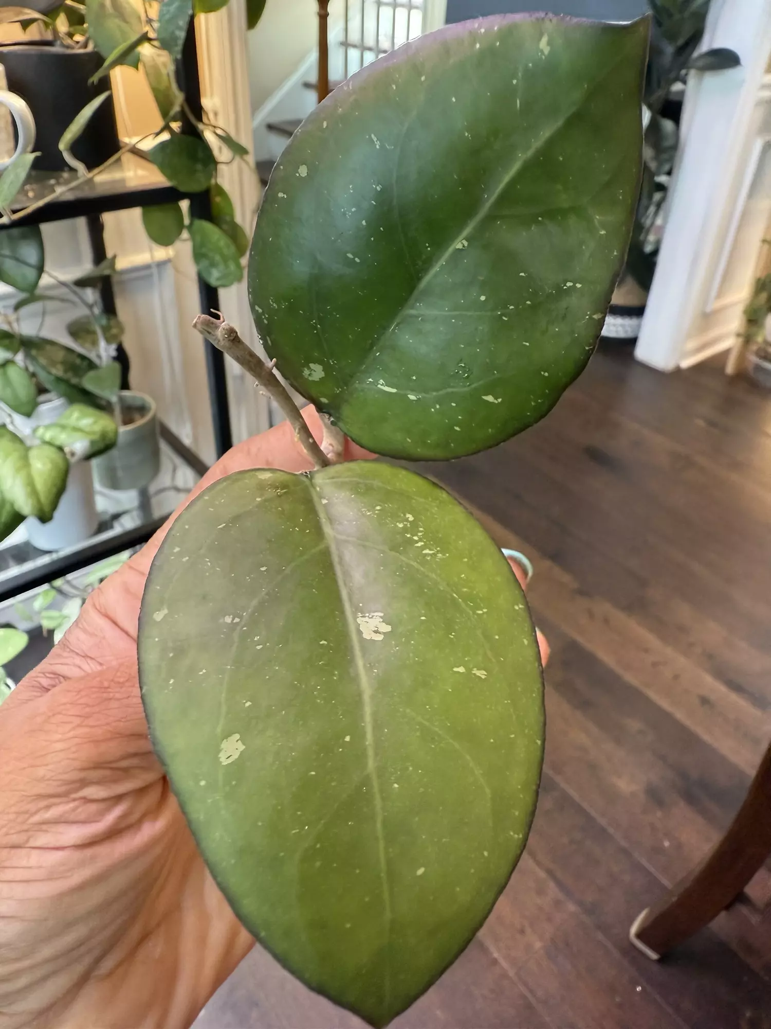 plant/Hoya Joy-0
