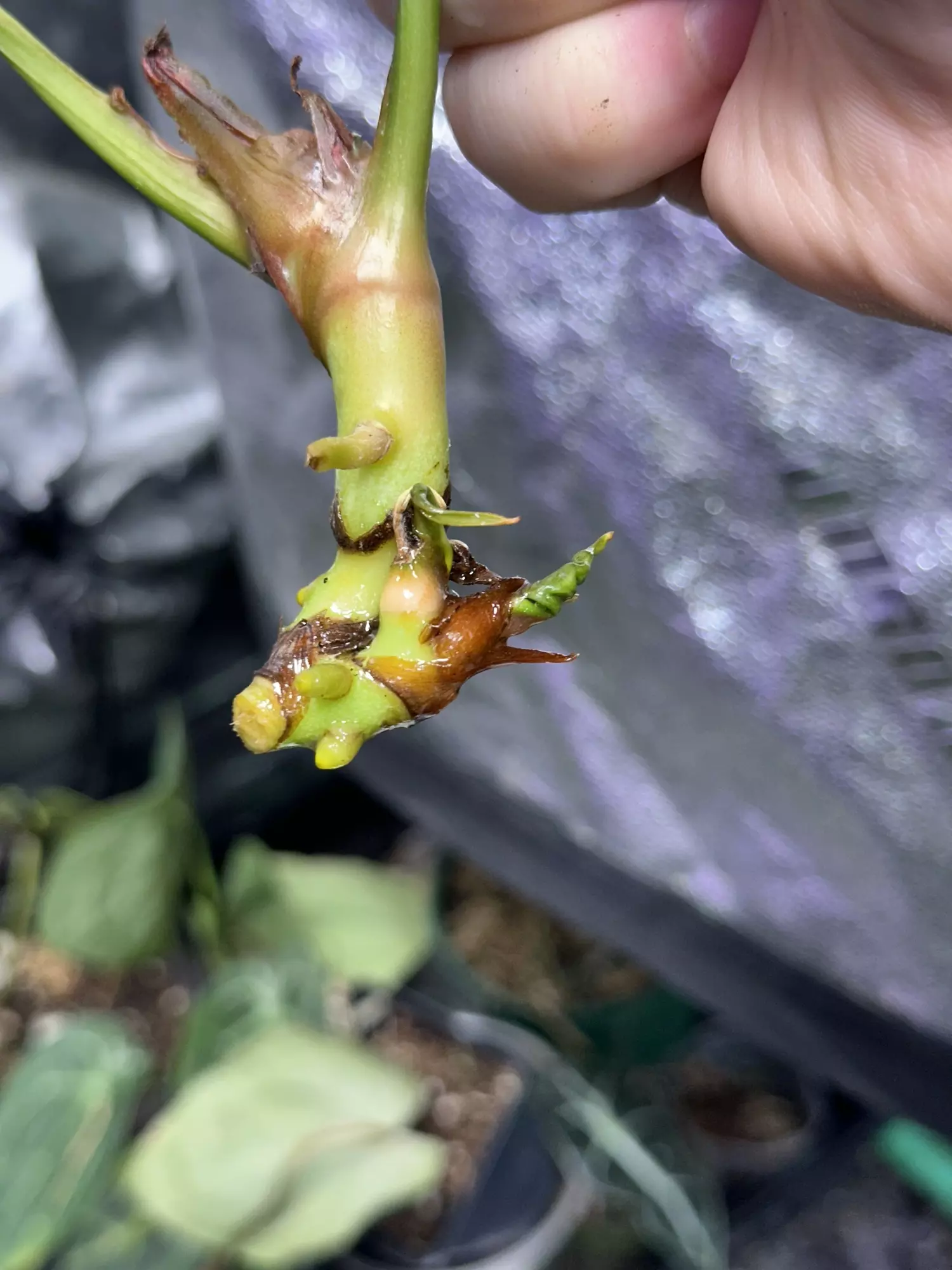 plant/*Offset/clone* Selbys Silver X Forgetii “Silver” #4-1