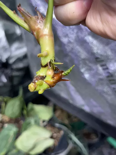 plant/*Offset/clone* Selbys Silver X Forgetii “Silver” #4-1-thumbnail