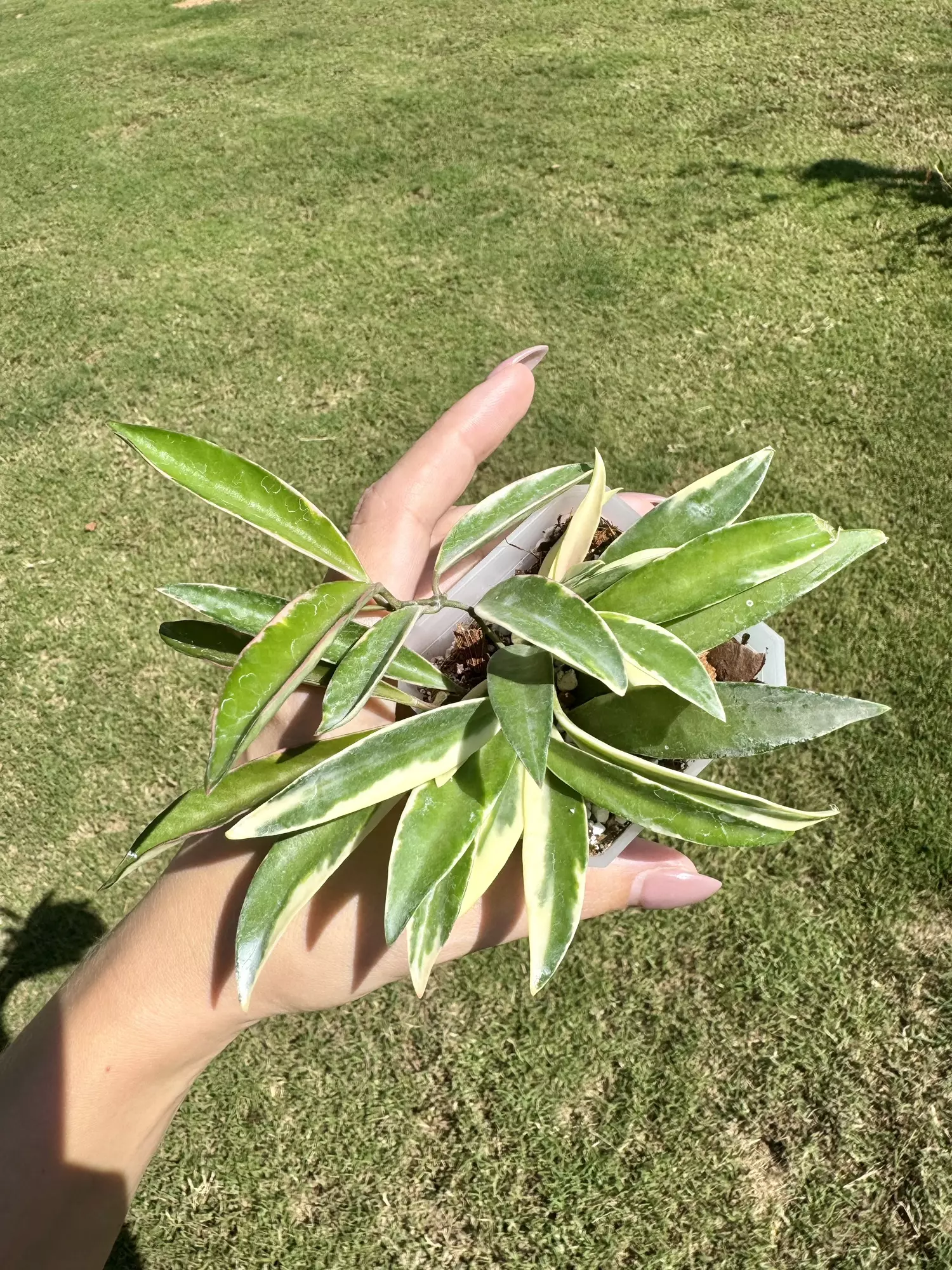 plant/Hoya kentiana albomarginata ‘lori lyn’-0