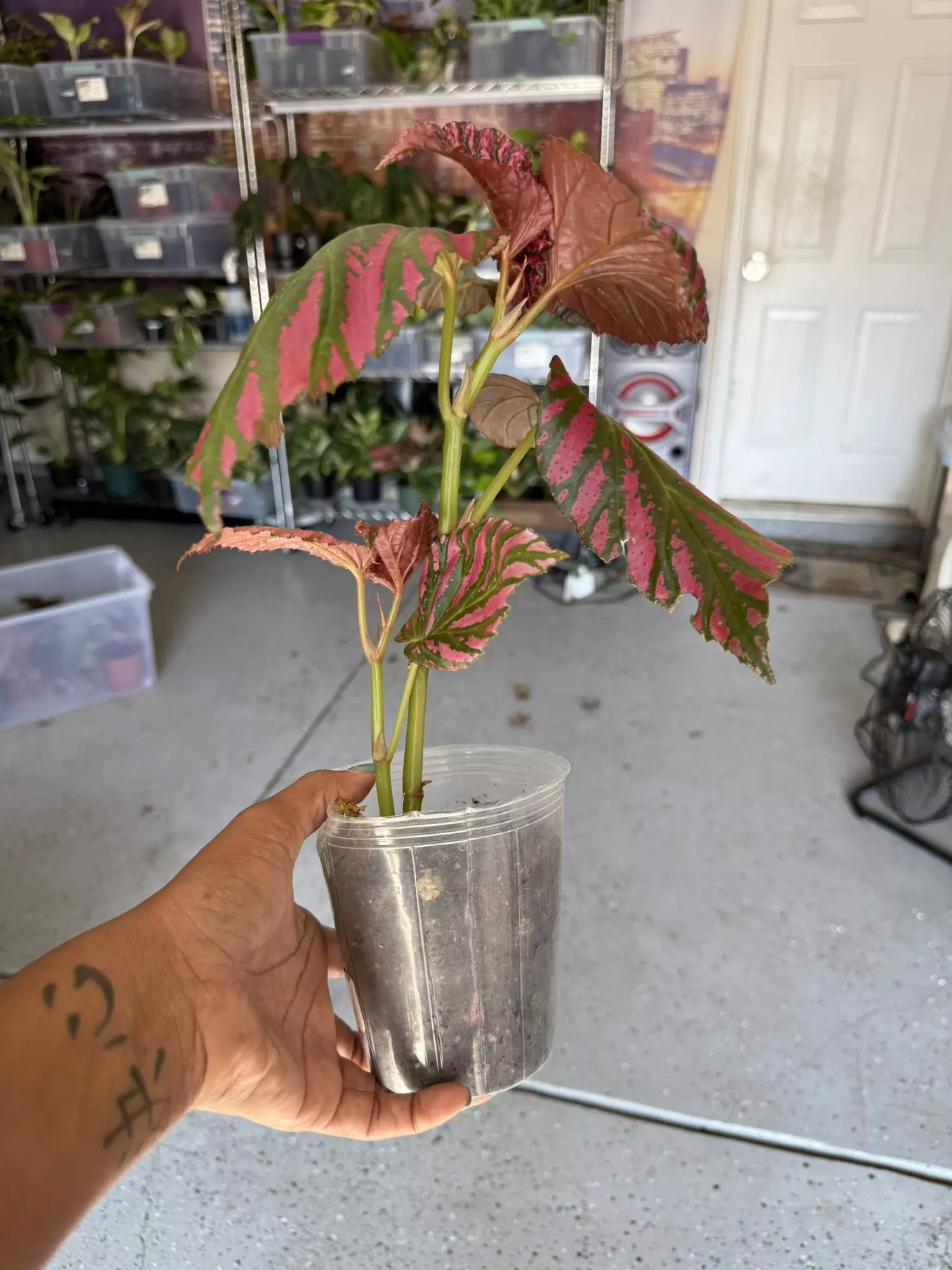 plant/begonia brevirimosa-2
