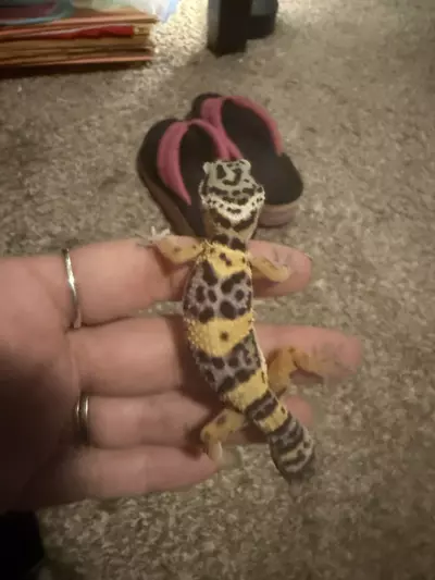 plant/Leopard-0-thumbnail