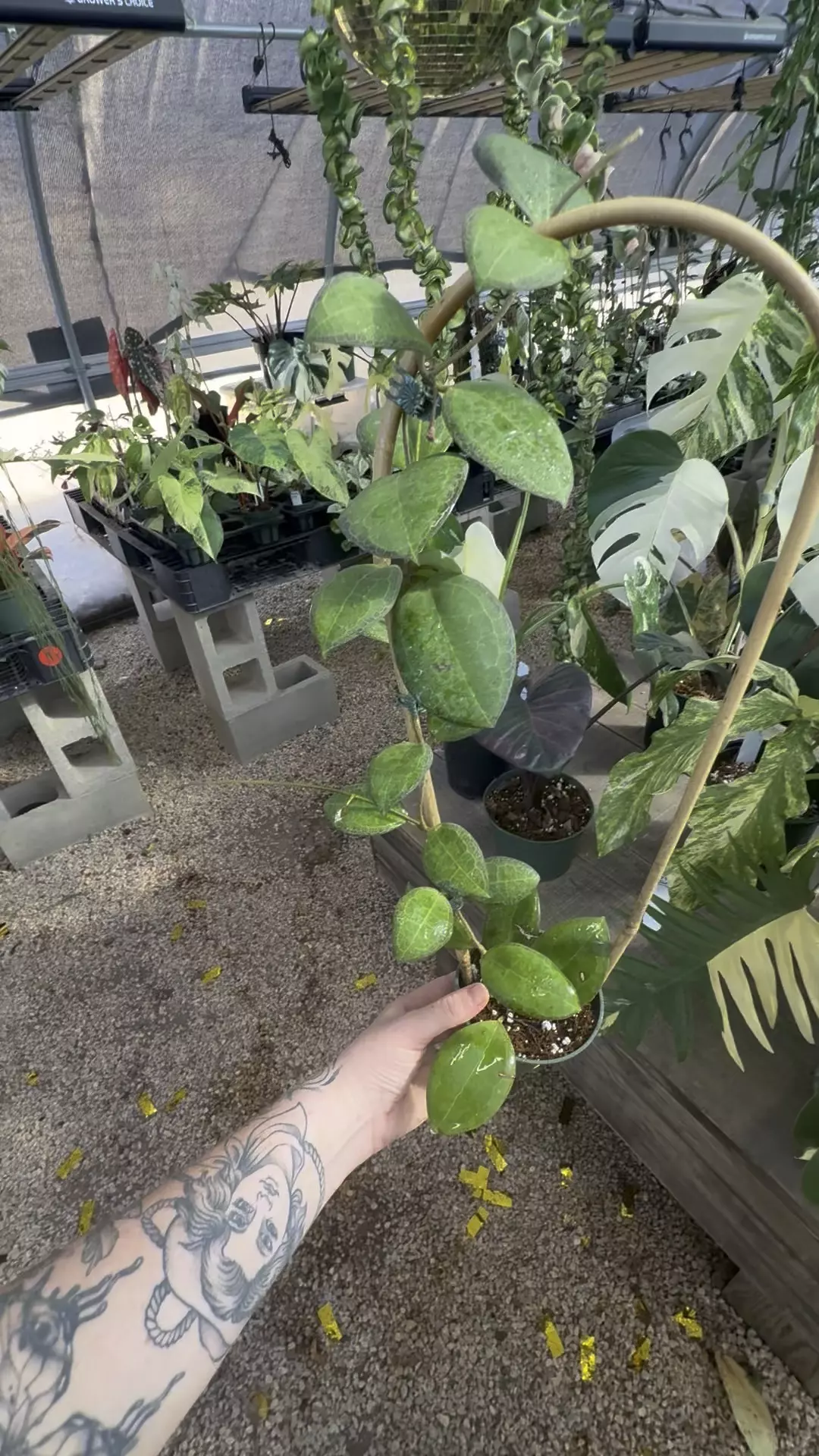 plant/PL128: Tomatoensis trellis-0