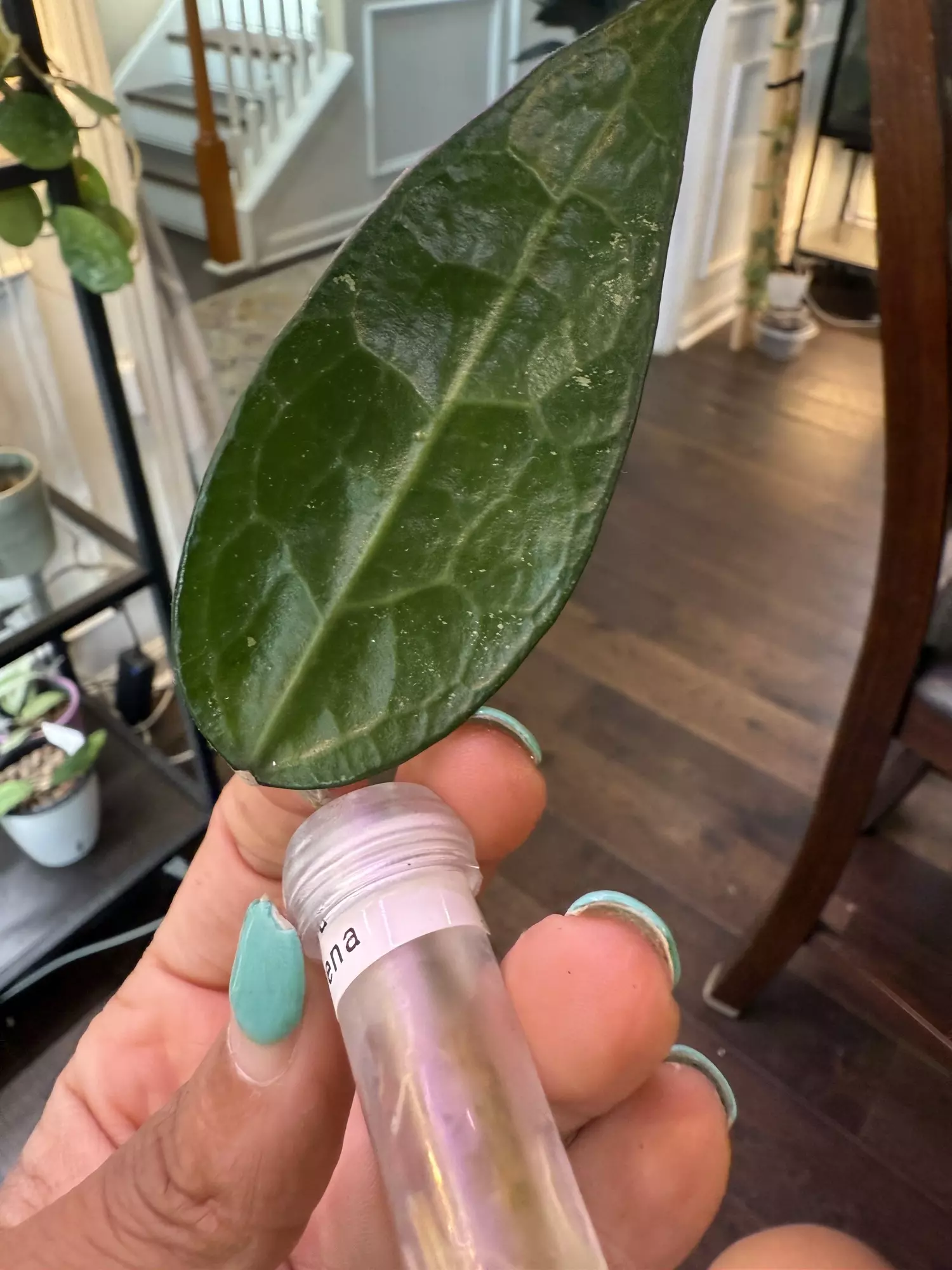 plant/Hoya Amoena-1