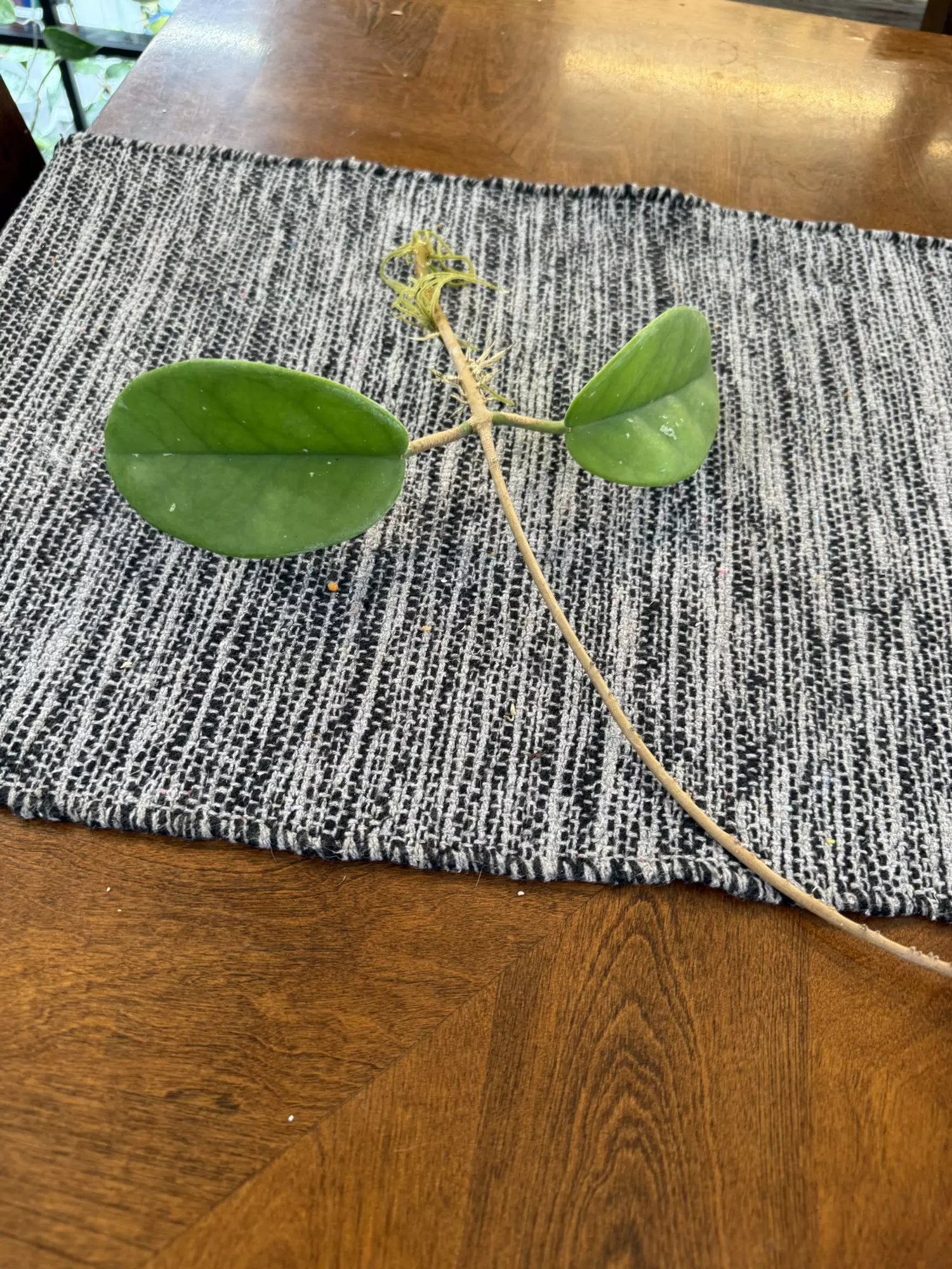 plant/hoya monetteae-0