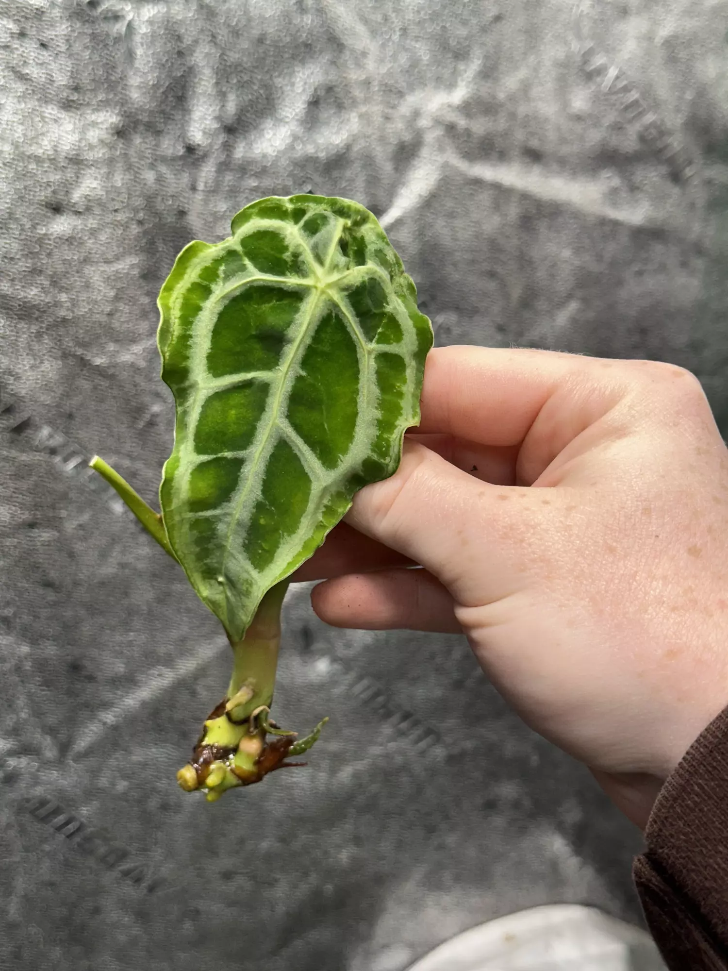 plant/*Offset/clone* Selbys Silver X Forgetii “Silver” #4-0