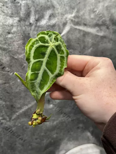 plant/*Offset/clone* Selbys Silver X Forgetii “Silver” #4-0-thumbnail