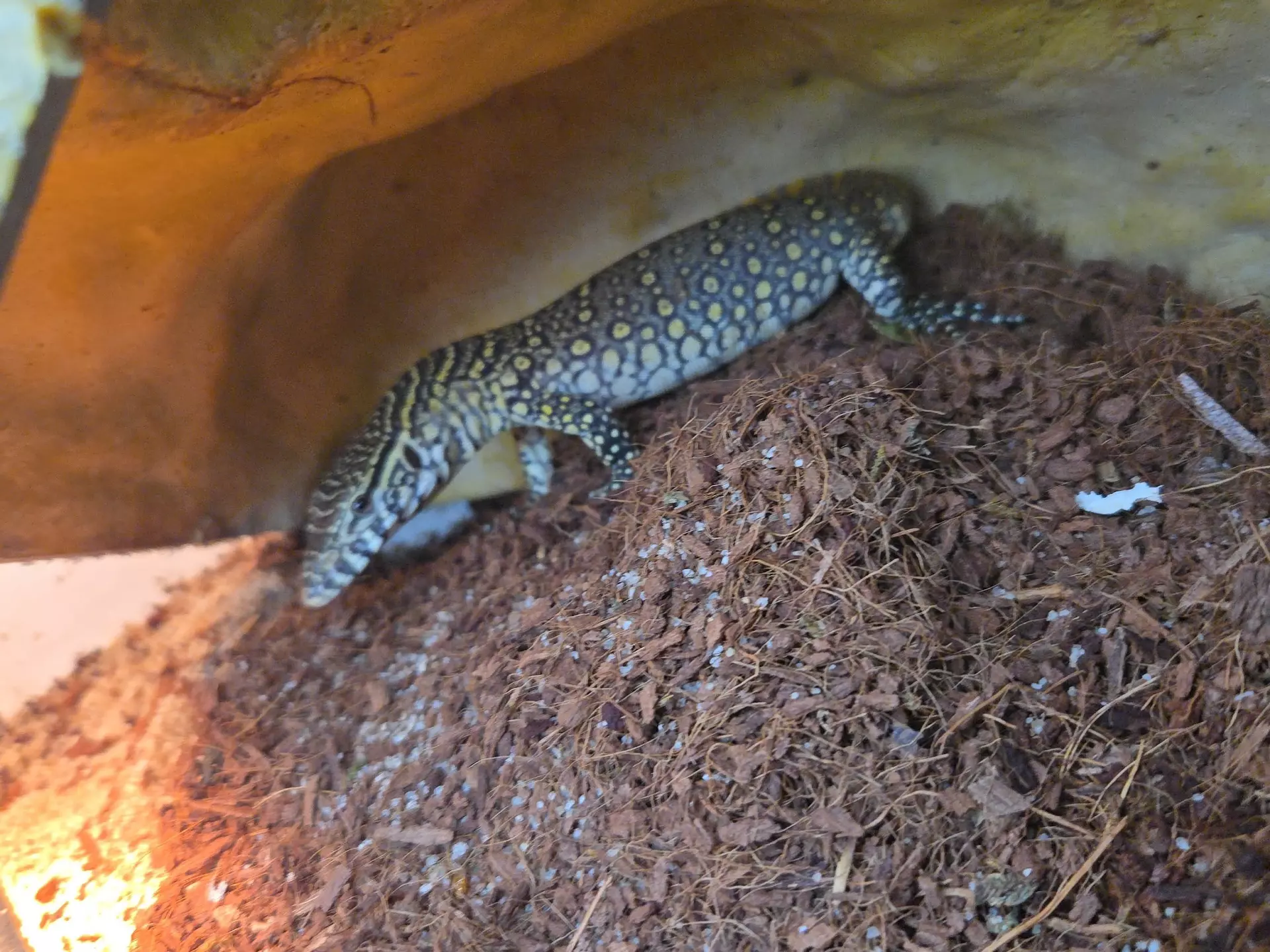 plant/Nile monitors-0