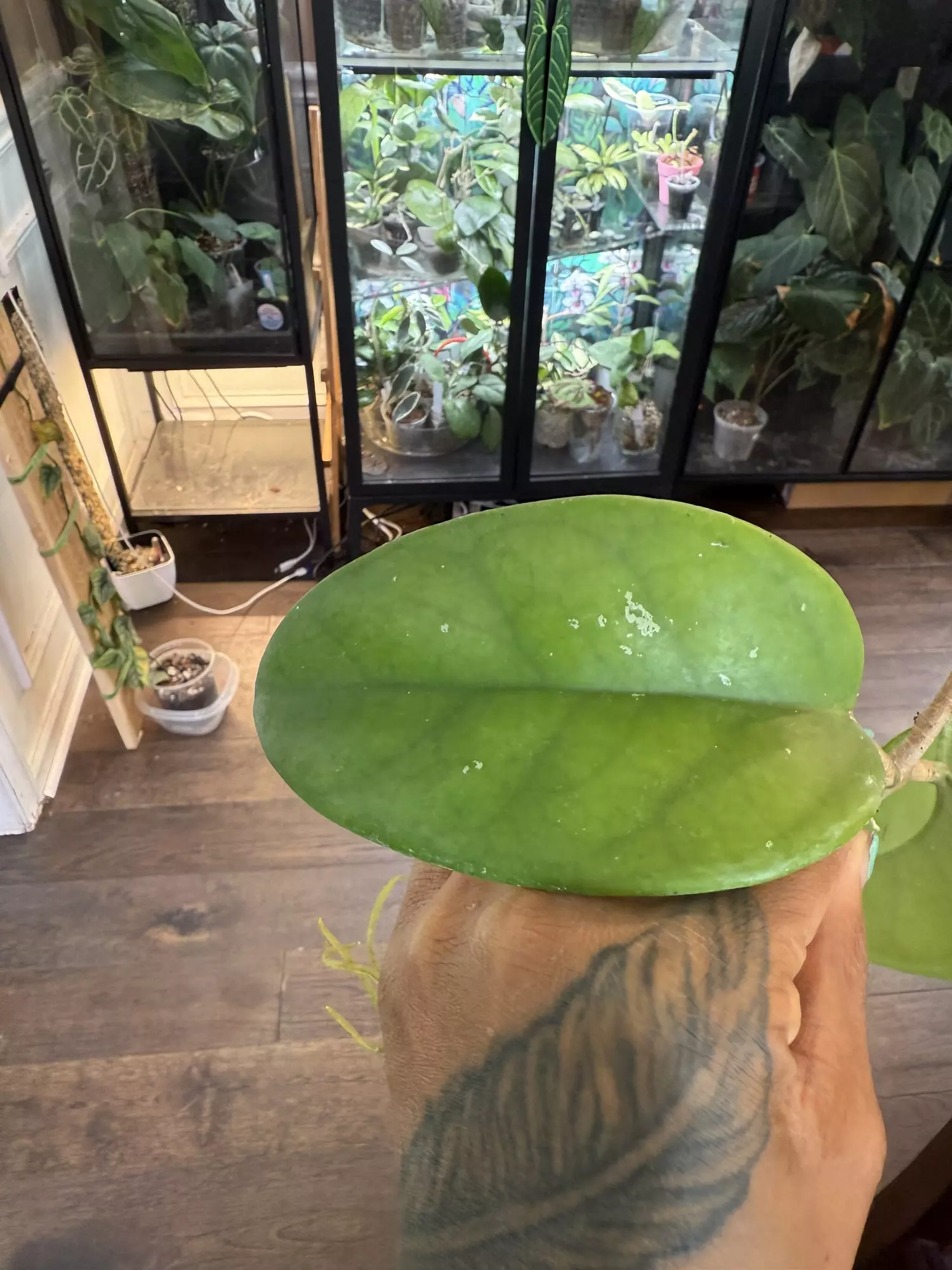 plant/hoya monetteae-1
