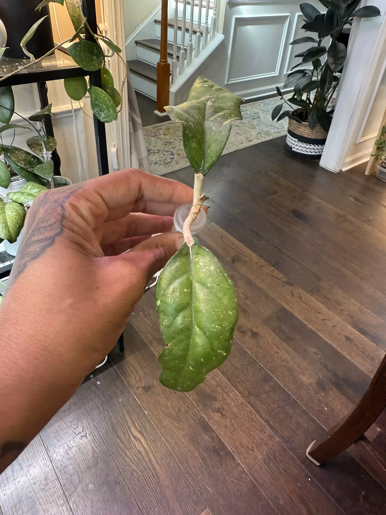 plant/Hoya AH 049-1