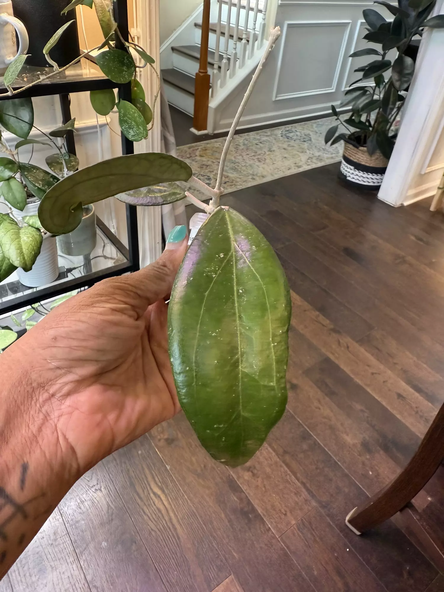 plant/Hoya Tequila Sunrise-1
