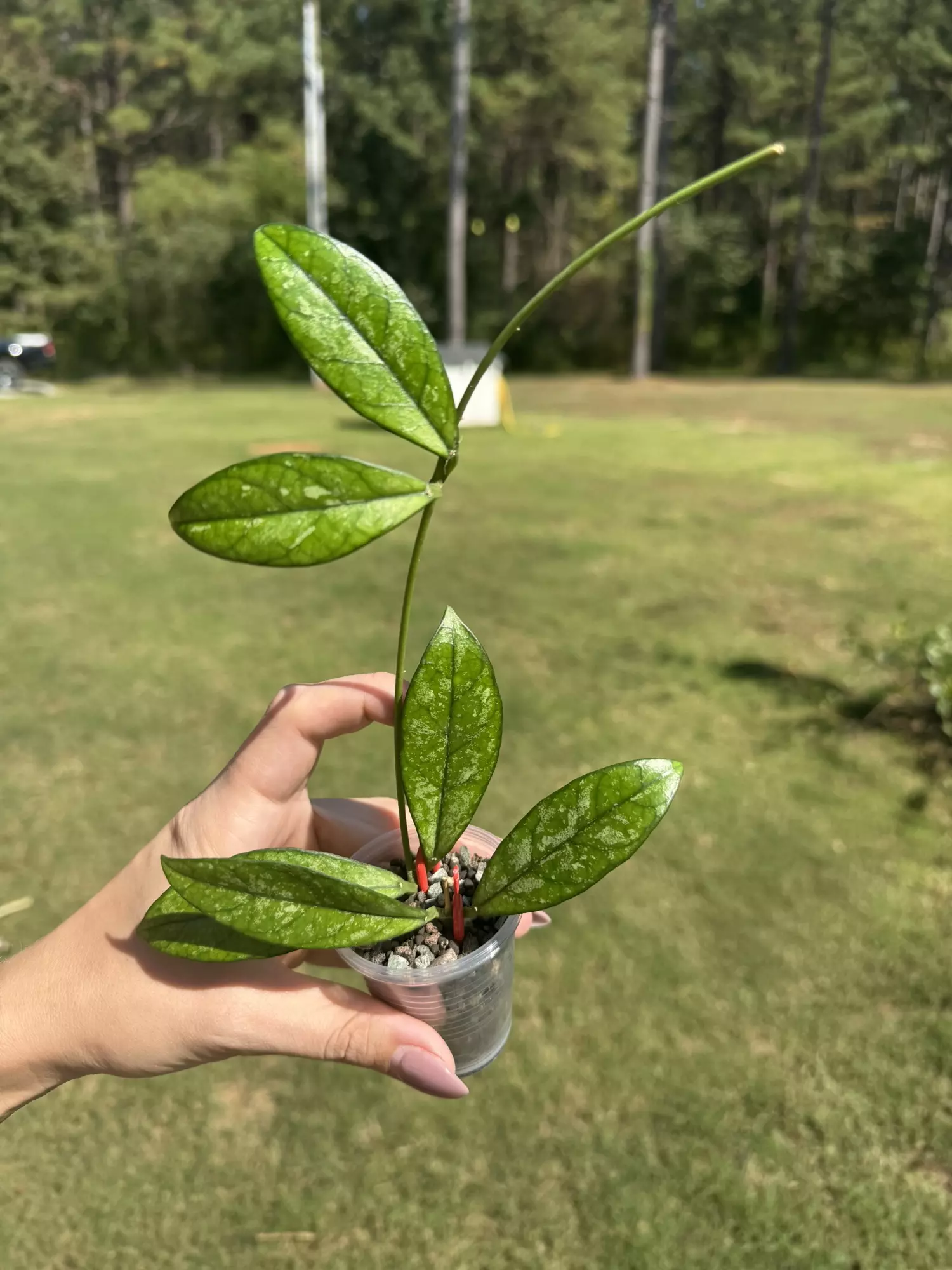 plant/Hoya pubicalyx super splash-0