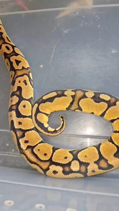 plant/Ball-0-thumbnail