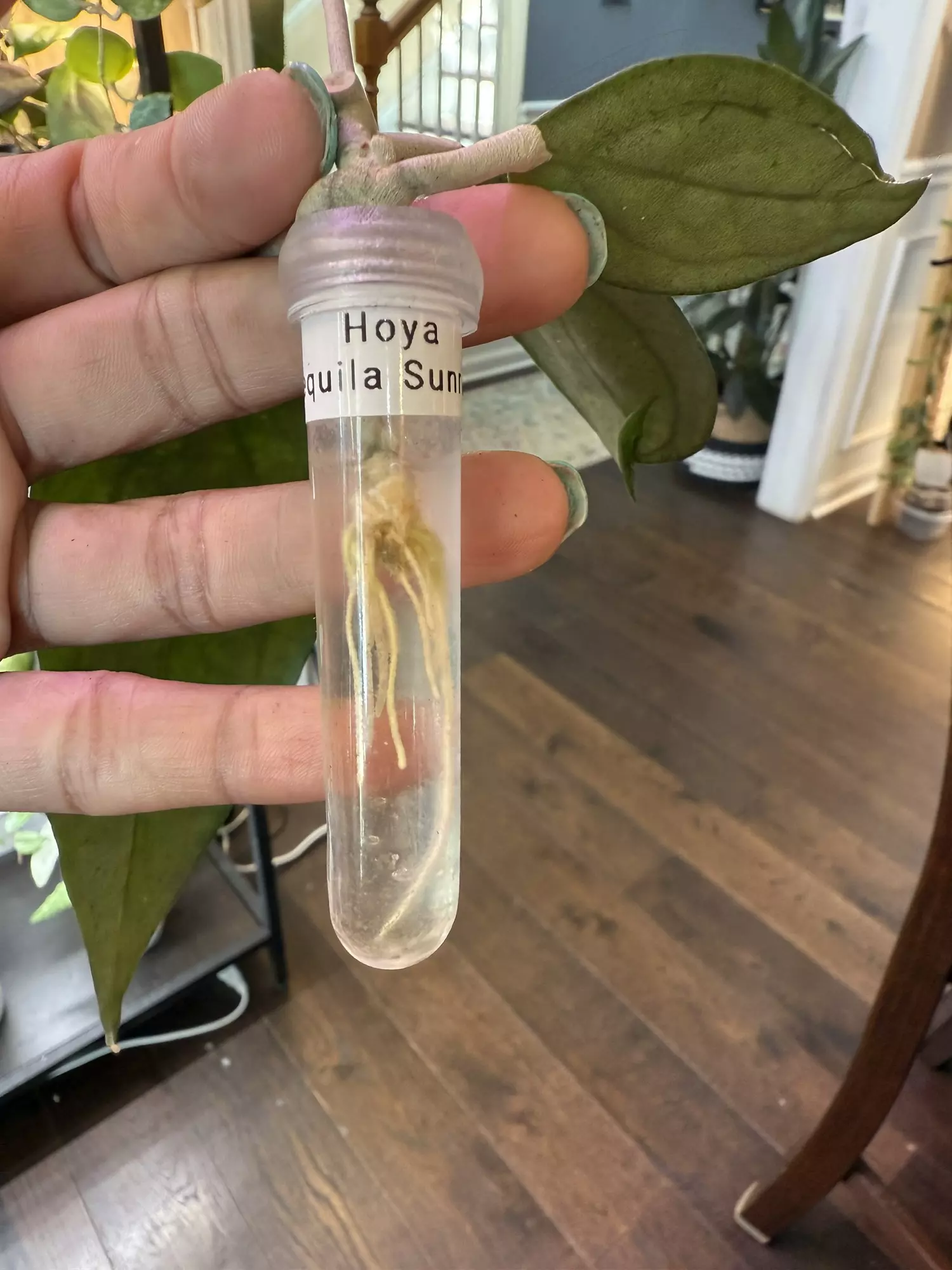 plant/Hoya Tequila Sunrise-2