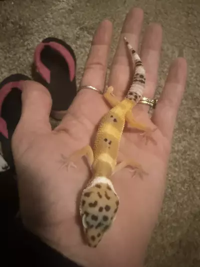 plant/Leopard-0-thumbnail