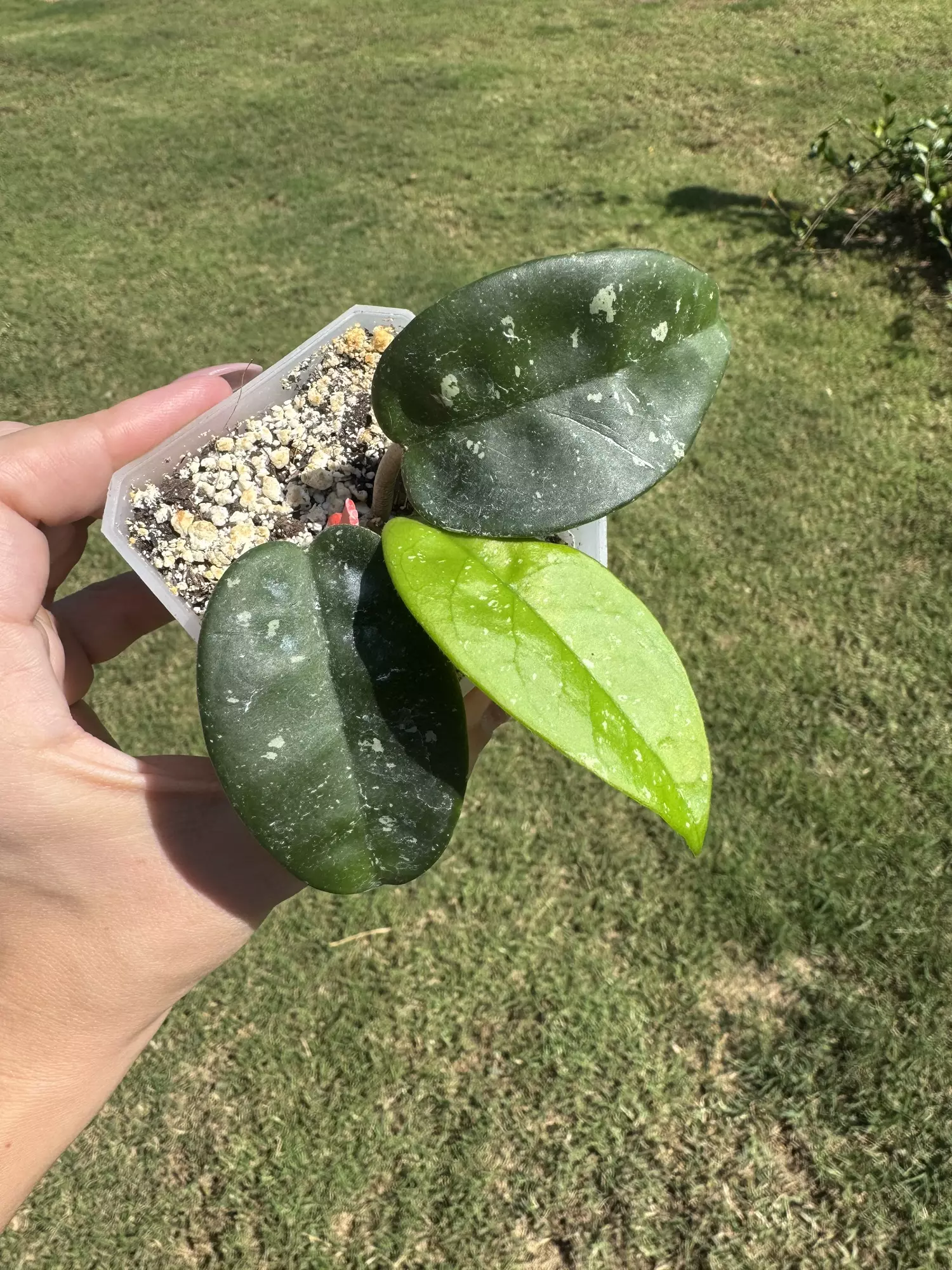 plant/Hoya SMS june-0