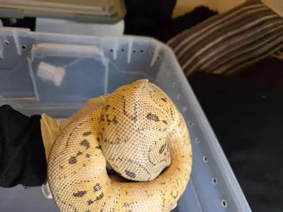 plant/Ball-0-thumbnail