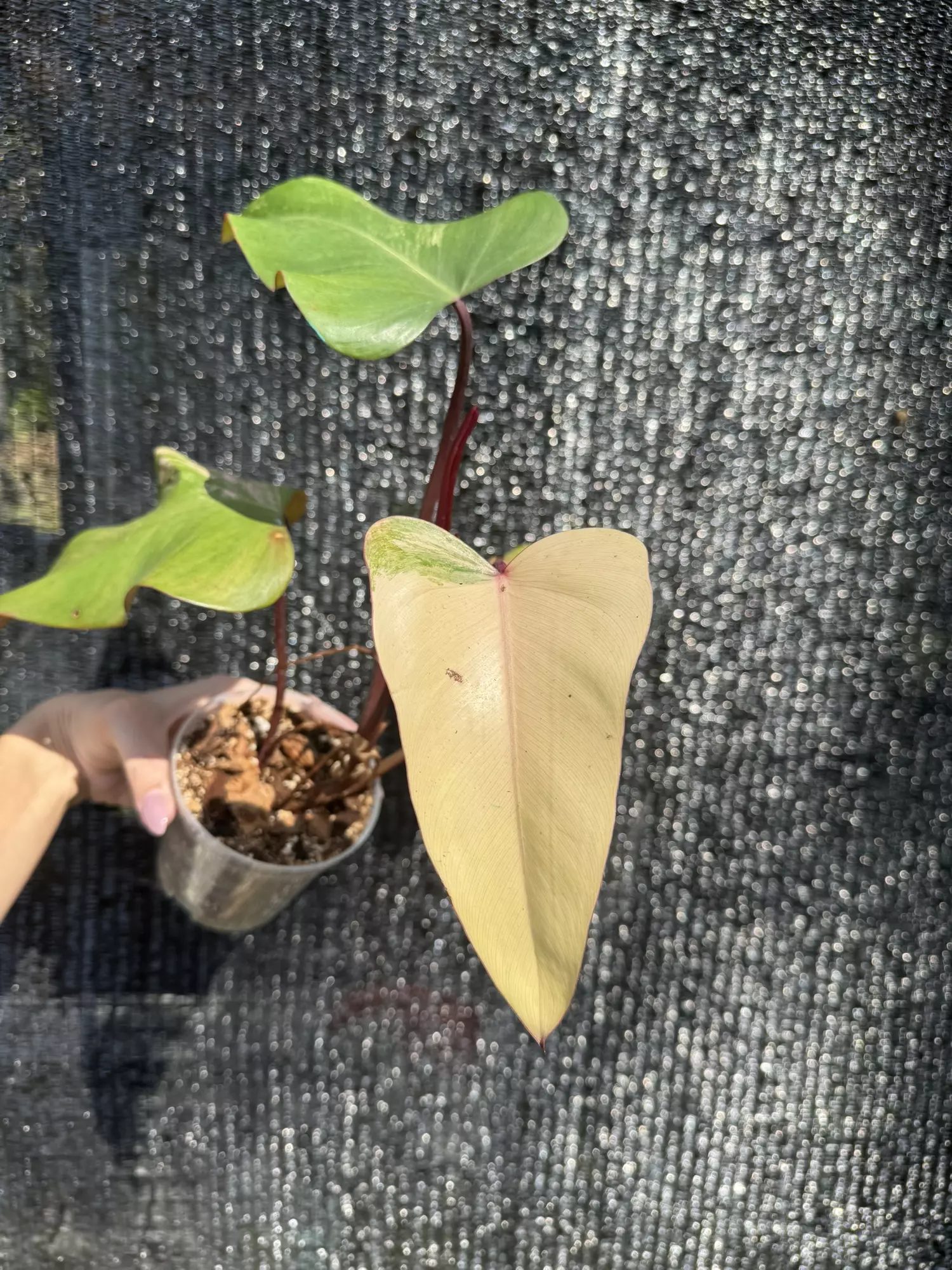 plant/Philodendron strawberry shake-0