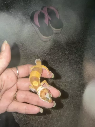 plant/Leopard-0-thumbnail