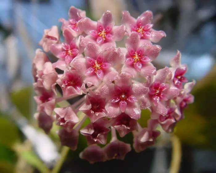 plant/PL128: Tomatoensis trellis-1