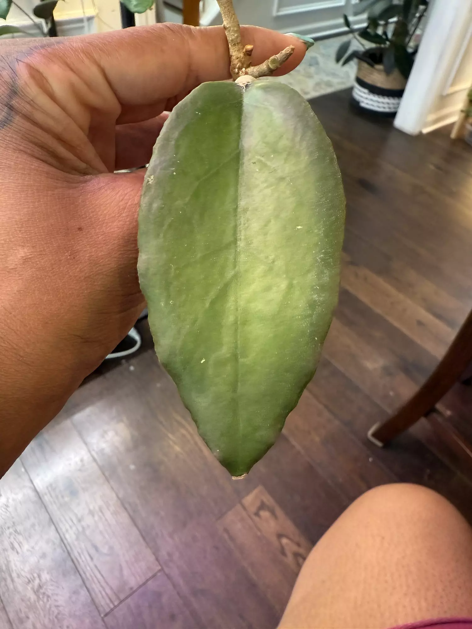 plant/Hoya NOID (dark margin; peach flowers)-1