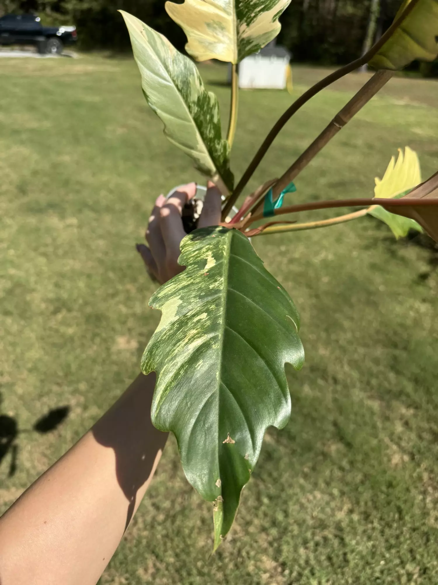plant/Philodendron caramel marble-4