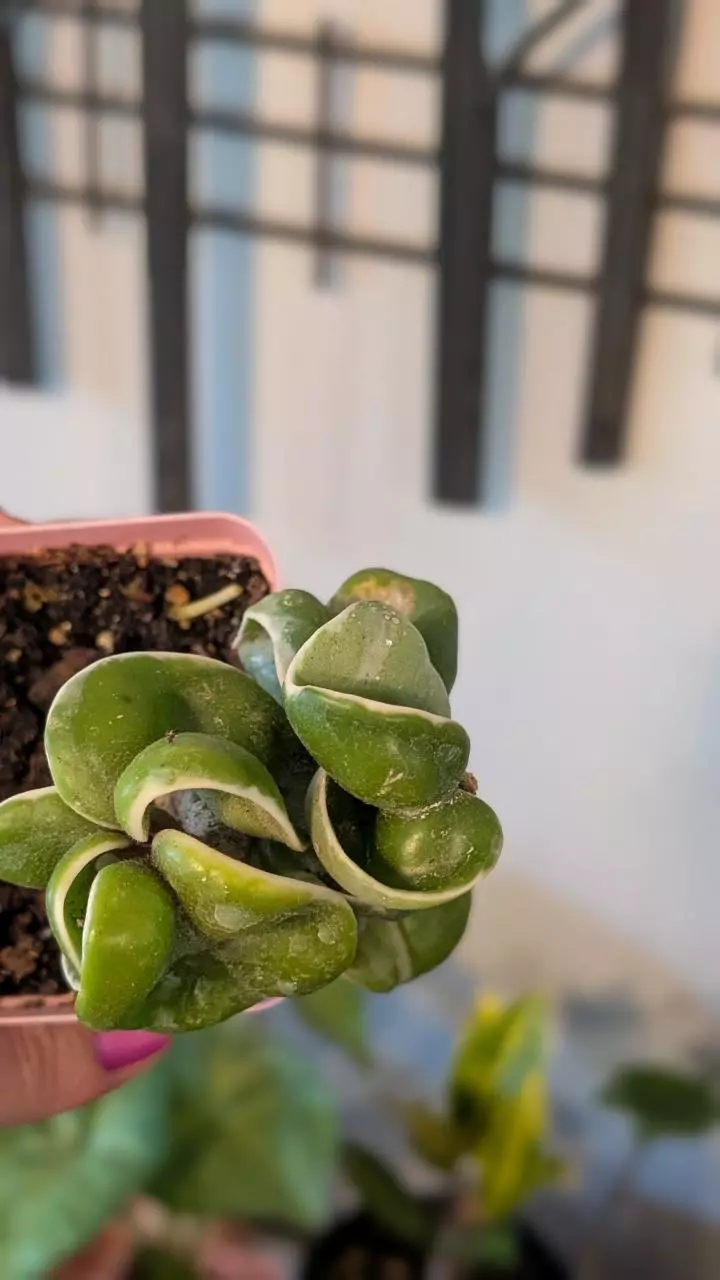 plant/Hoya Compacta Variegata - Hindu Rope-0