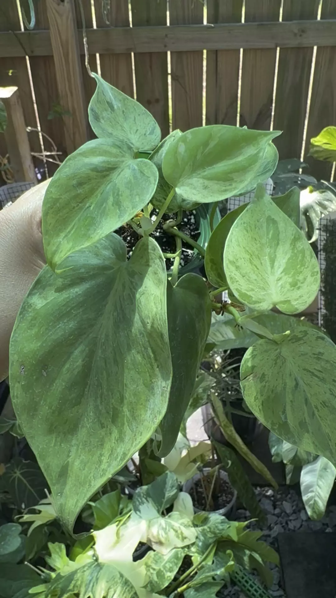 plant/Variegated Heart Leaf Philodendron-0