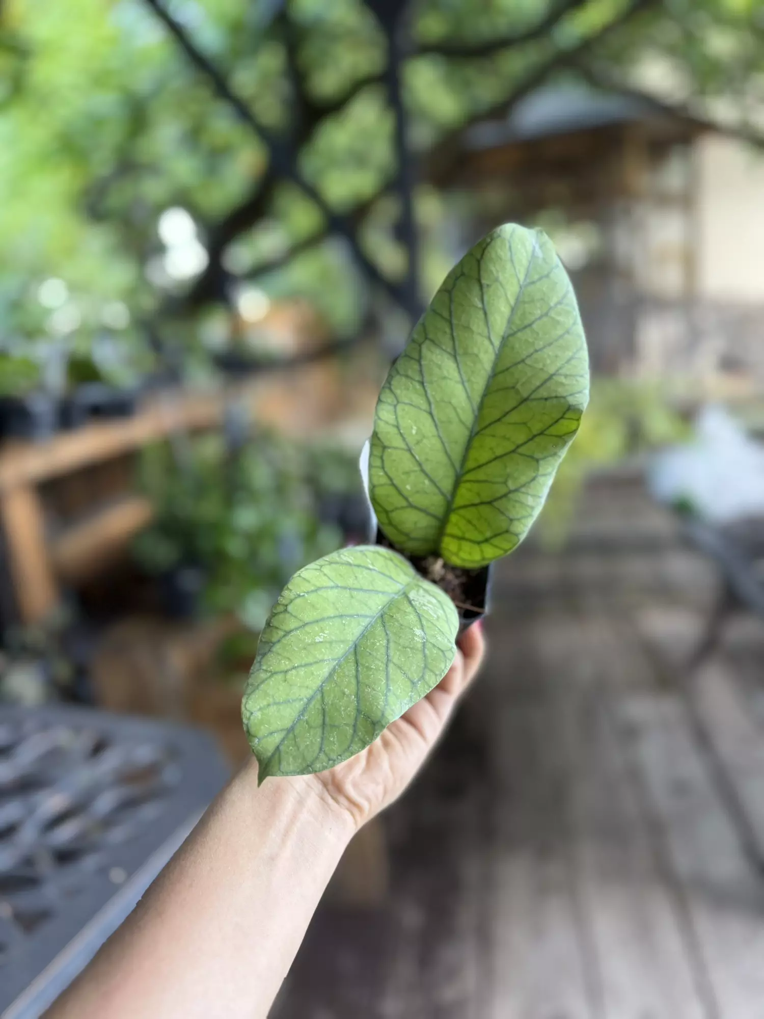 plant/Hoya meridithi 3”-0