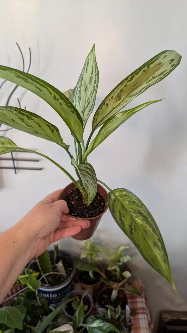 plant/Chinese Evergreen-0