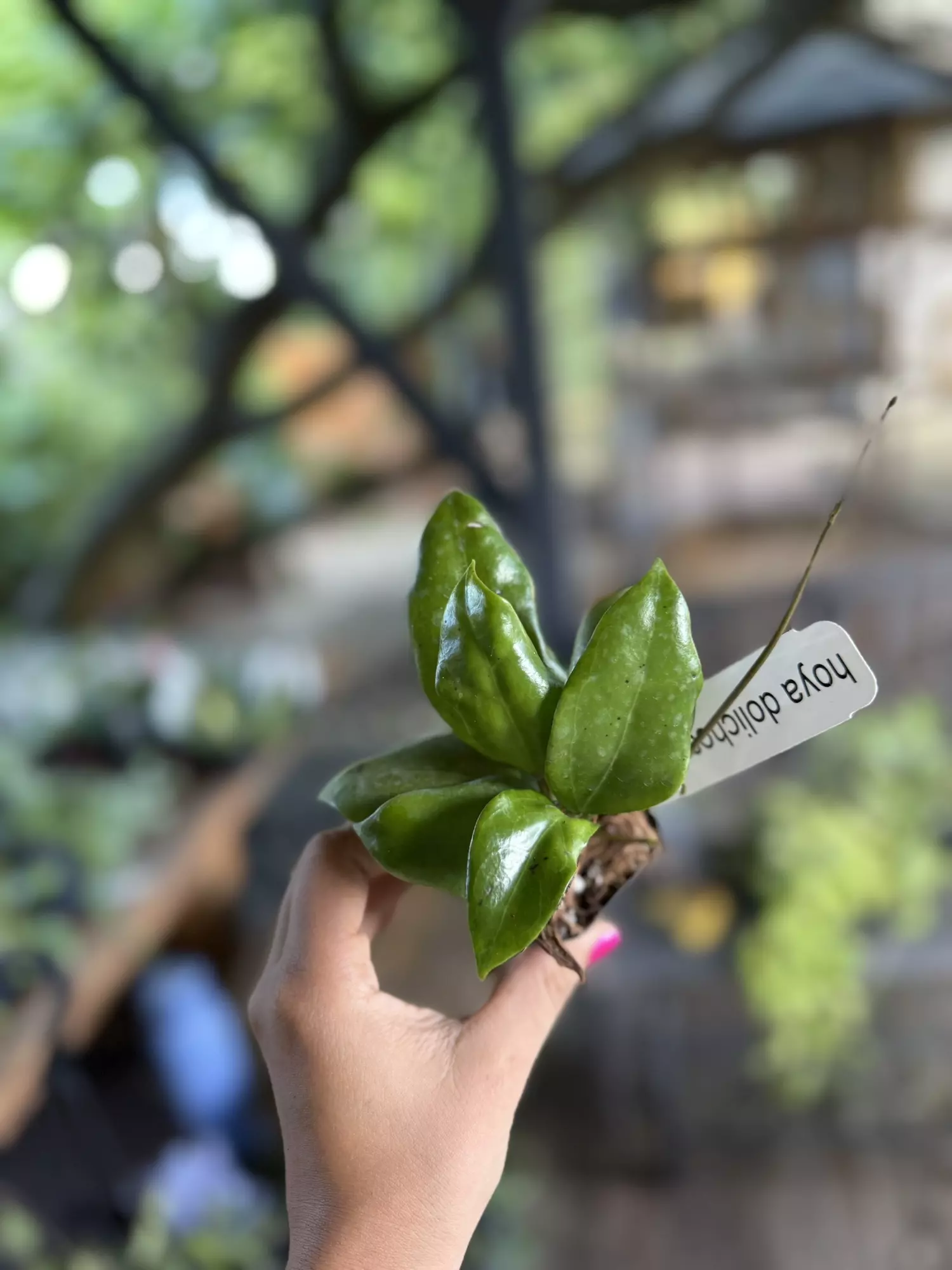 plant/Hoya dolichosparte 3”-0