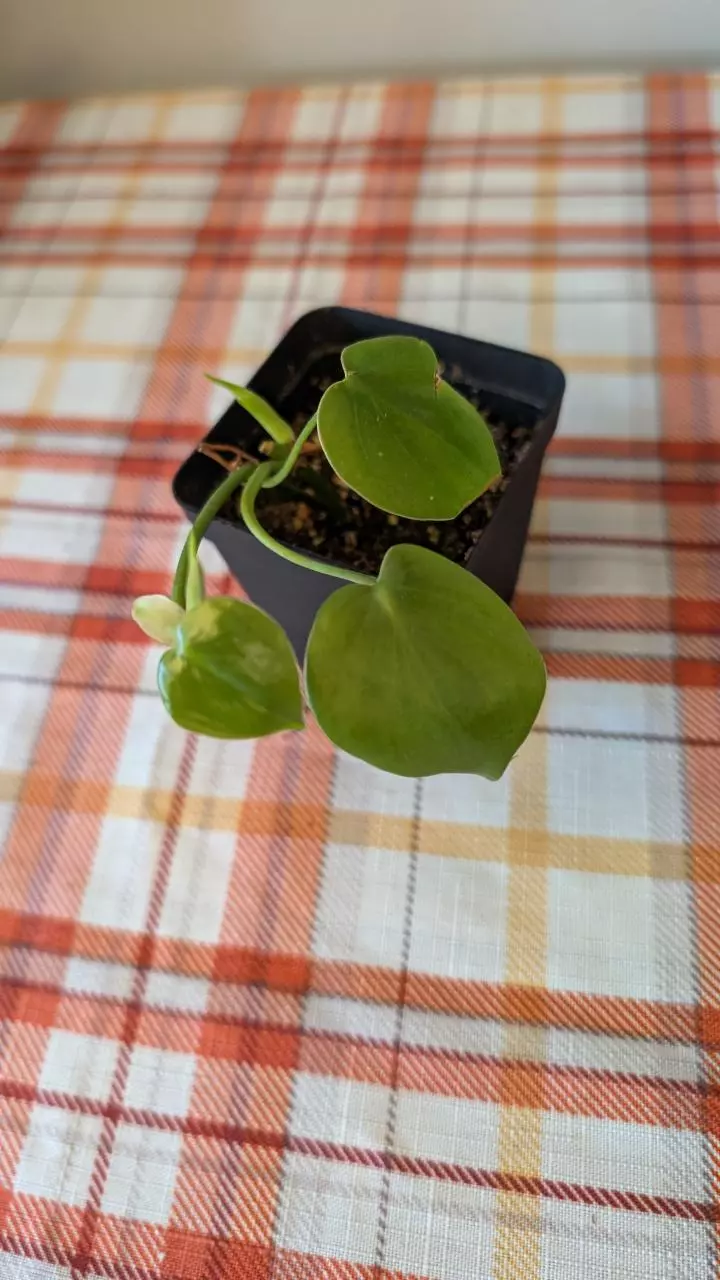 plant/Heart leaf philo-0