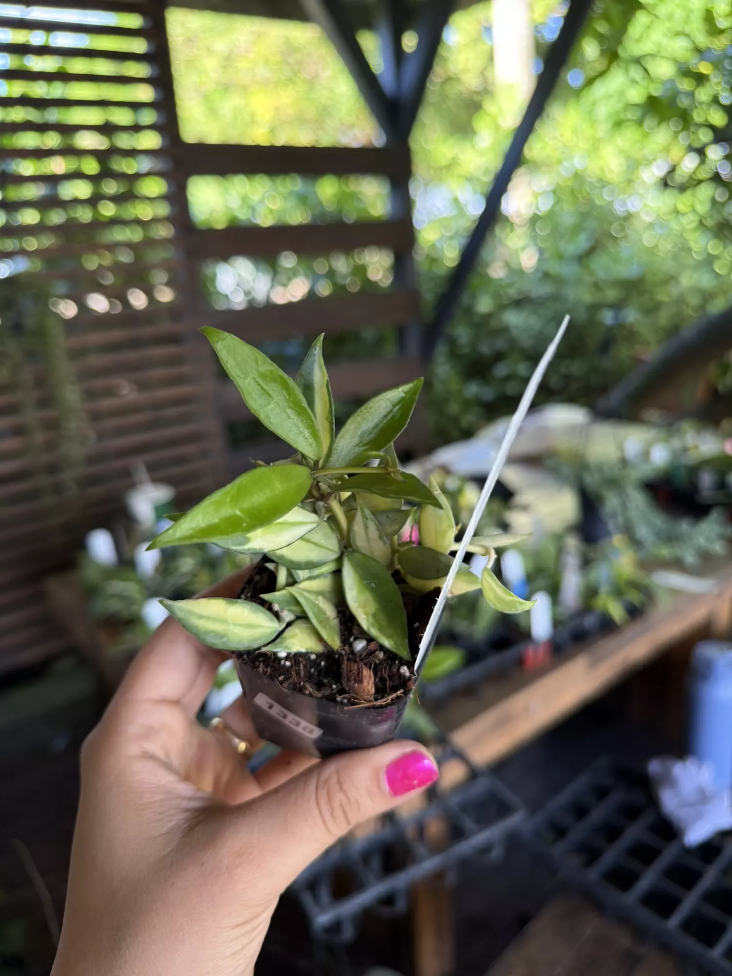 plant/Hoya lacunosa gold lunar 3”-0