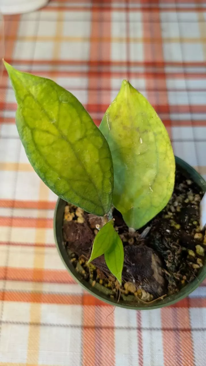 plant/Hoya Jennifer-0