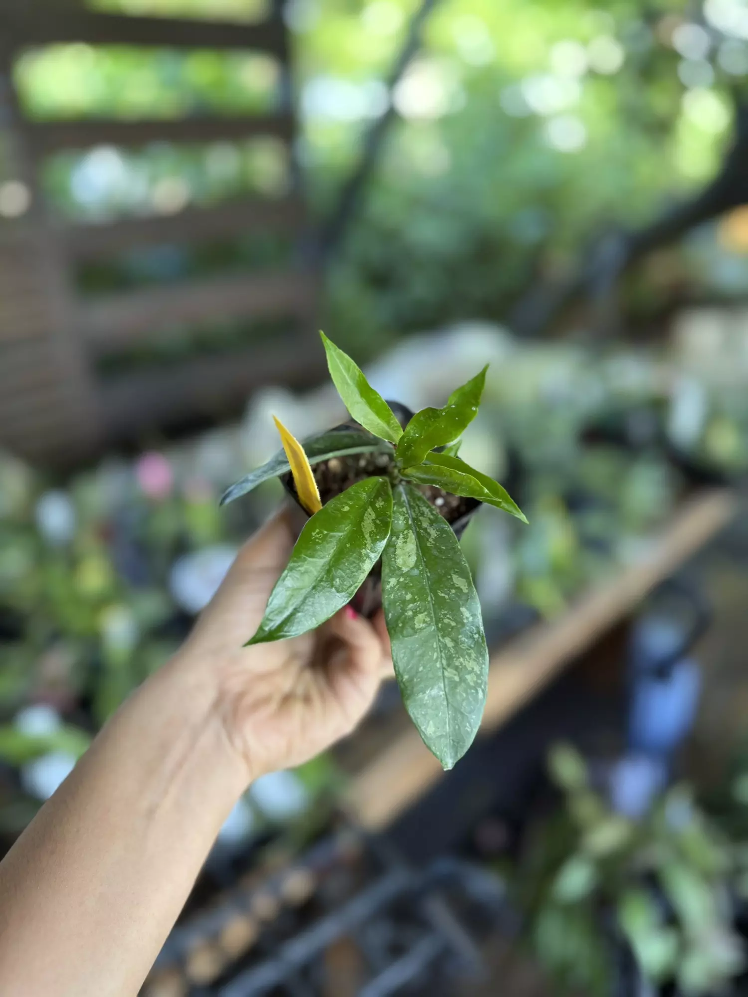 plant/Hoya griffiti splash 3”-0