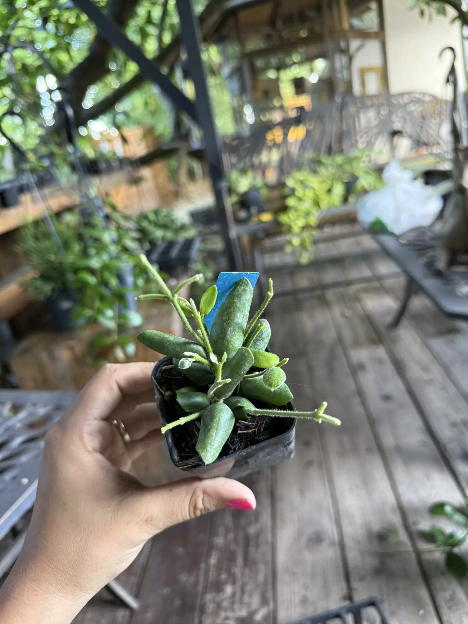 plant/Hoya aenochydoies 3” #2-0