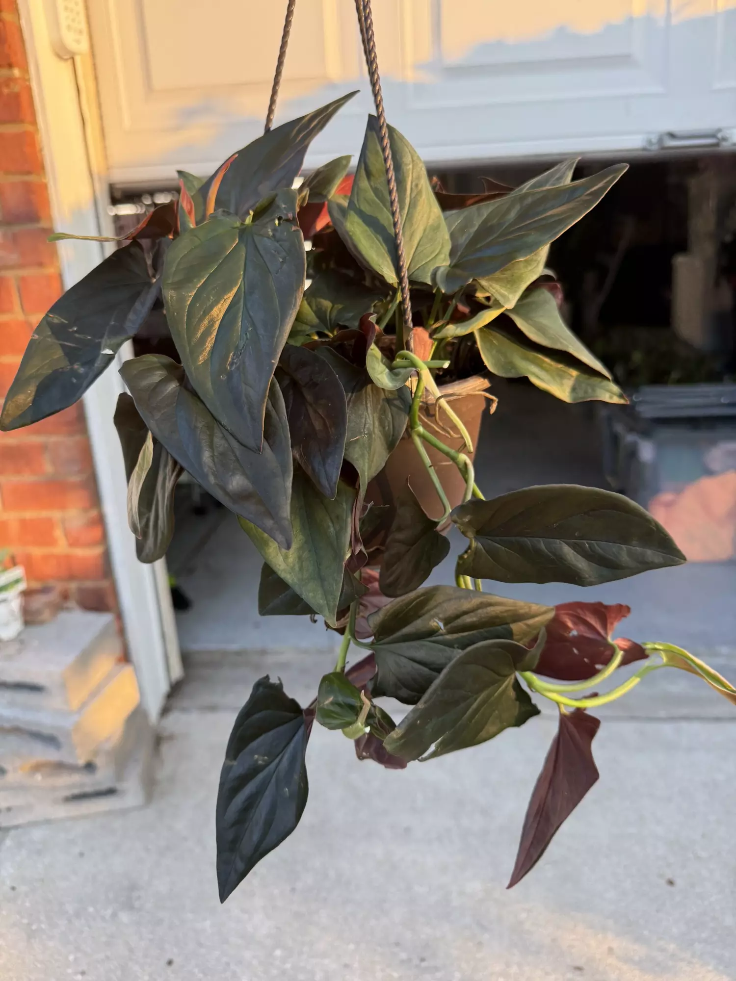 plant/Red arrow Syngonium-0