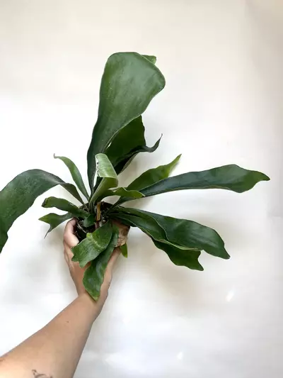 plant/Platycerium Bifurcatum-0-thumbnail