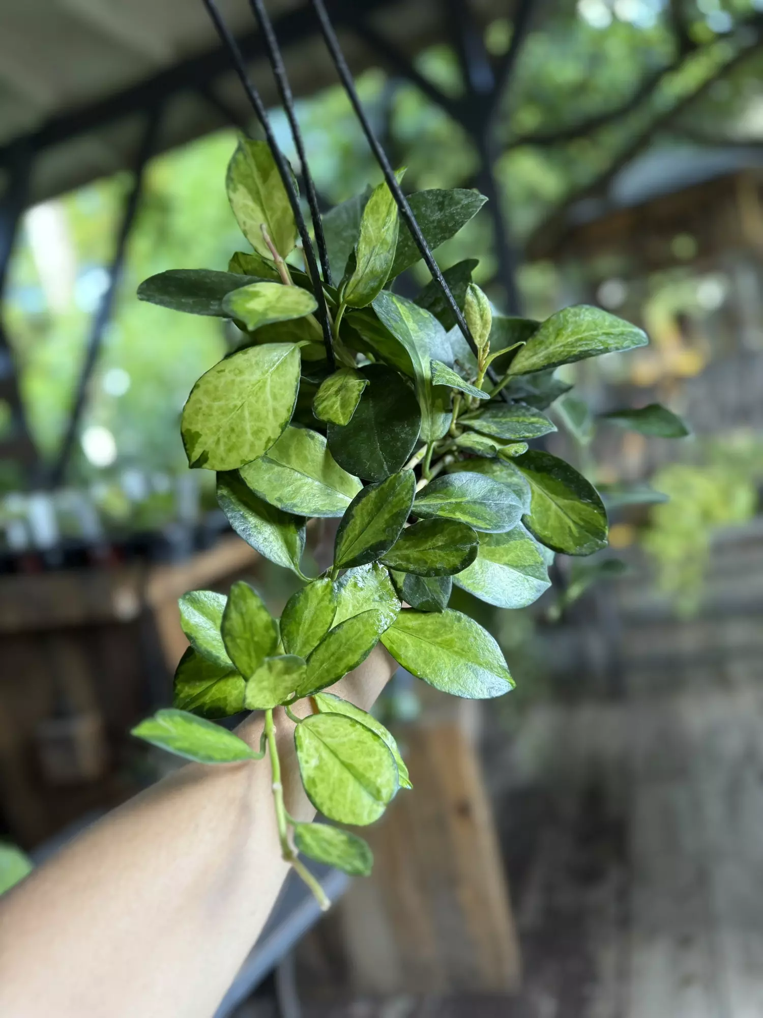 plant/Hoya australis lisa 5”-0