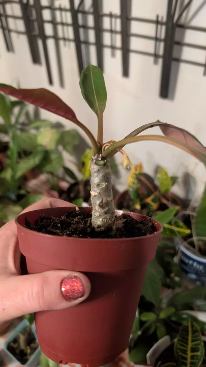 plant/Euphorbia milloti-1