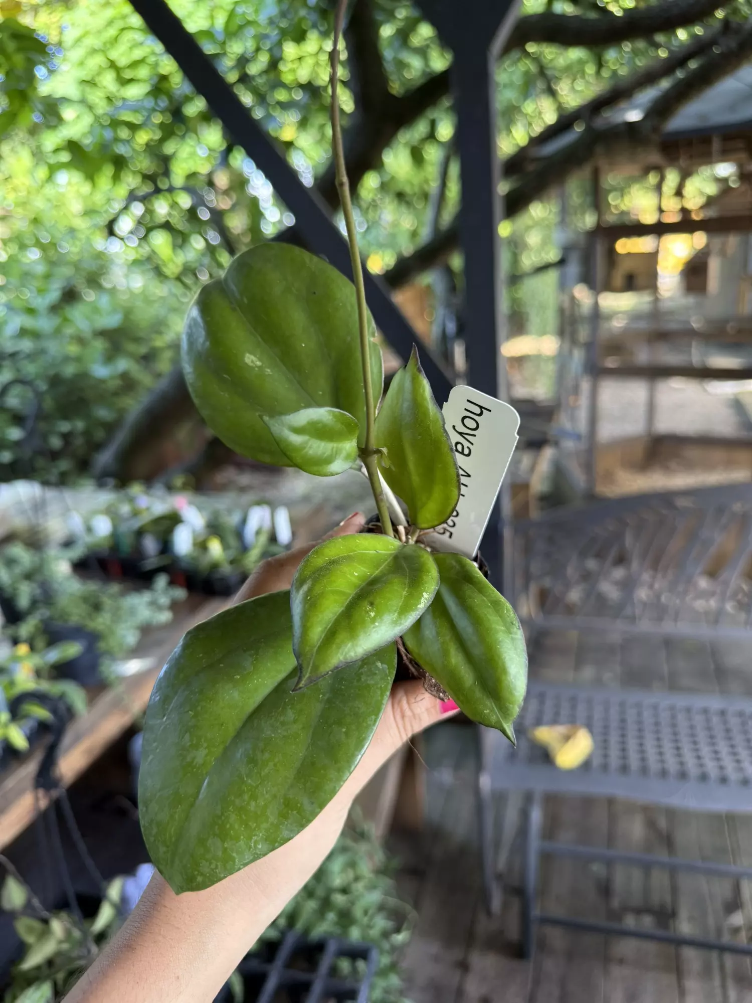 plant/Hoya ah 035 3”-0