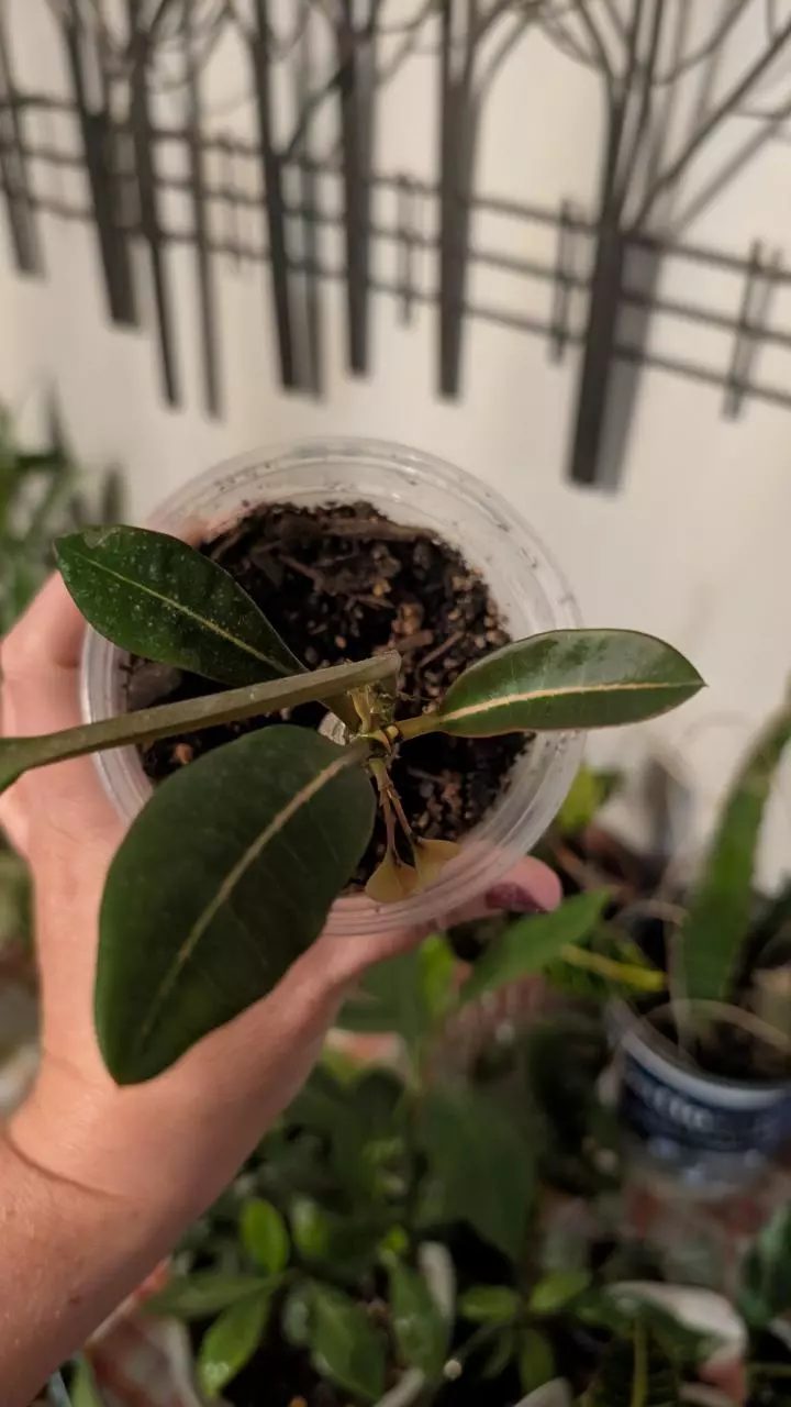 plant/Euphorbia milloti-1