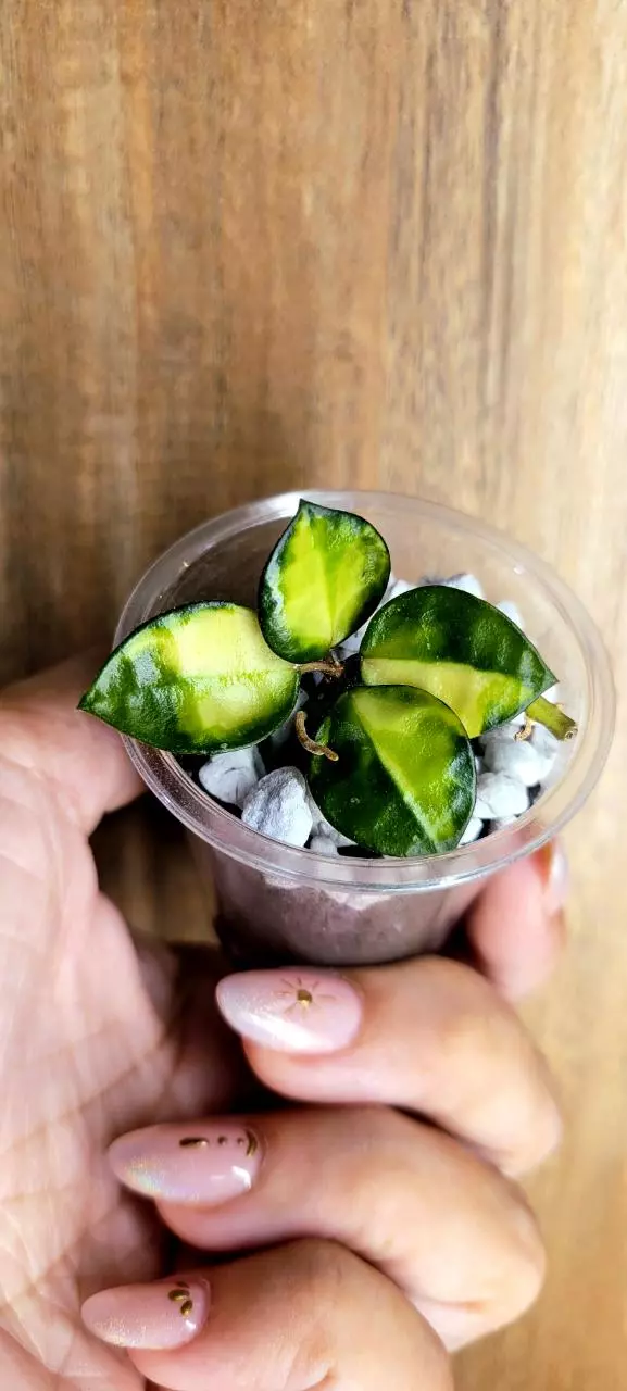 plant/Hoya Asami Inner Var. Unrooted-0