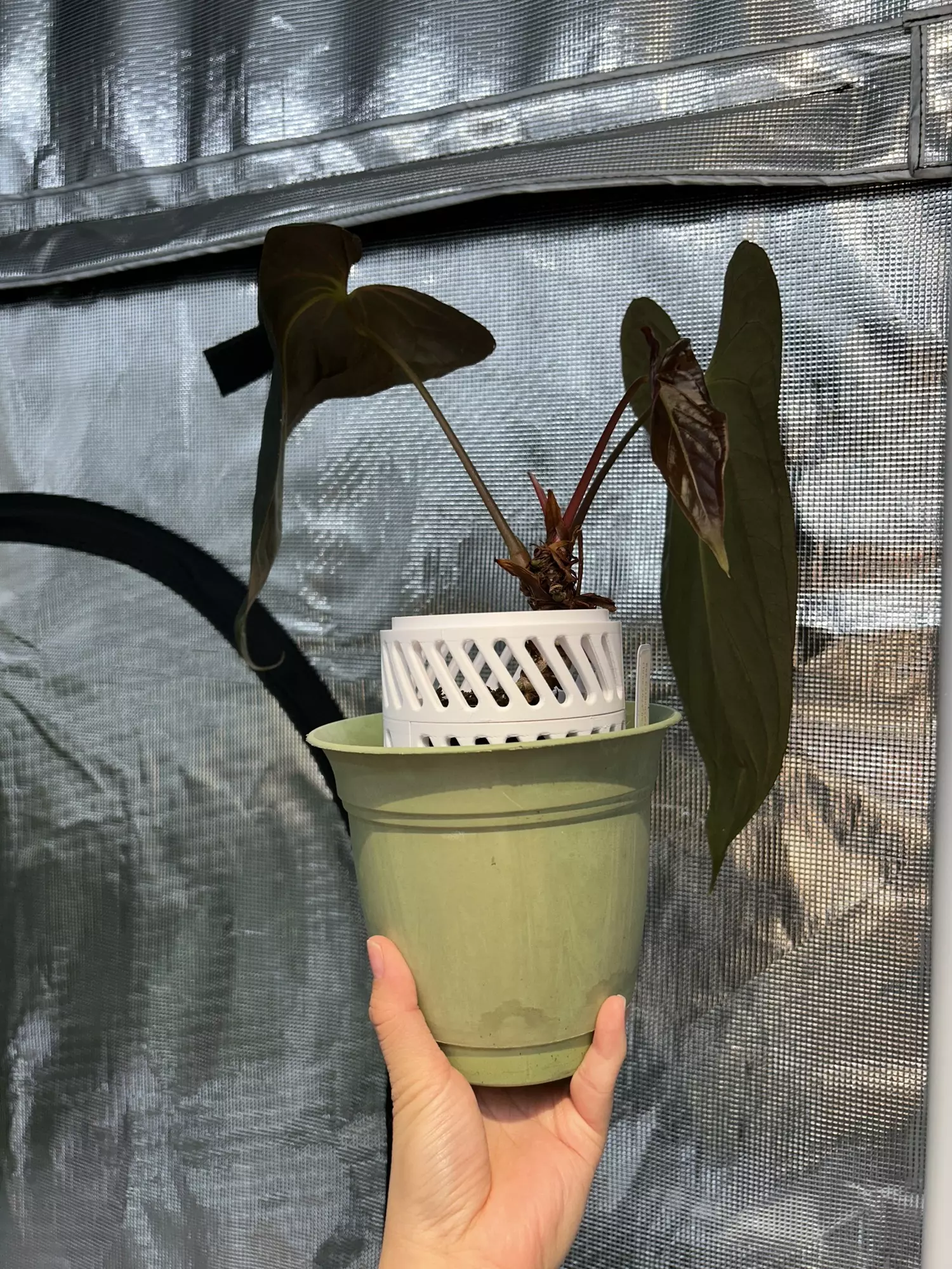 plant/1 x Stackable Pot Extender 3.14” x 1.5”-2