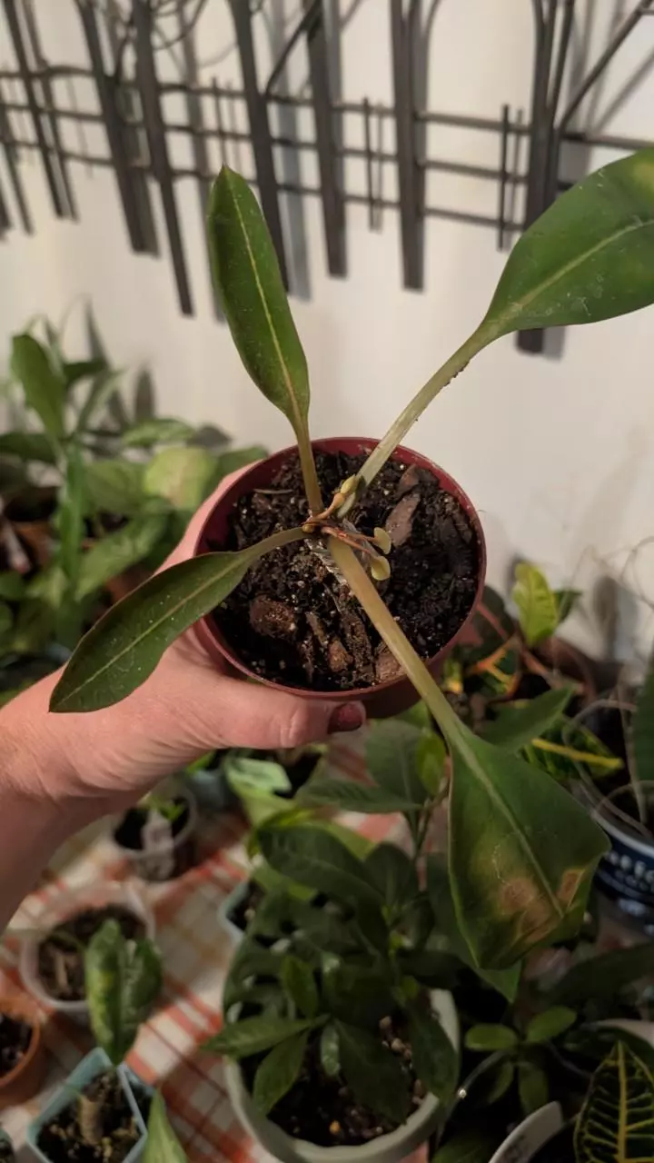 plant/Euphorbia milloti-2