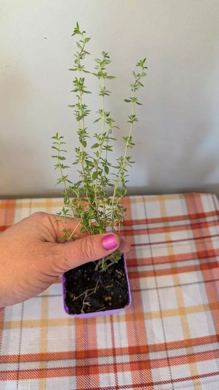 plant/Thyme-0