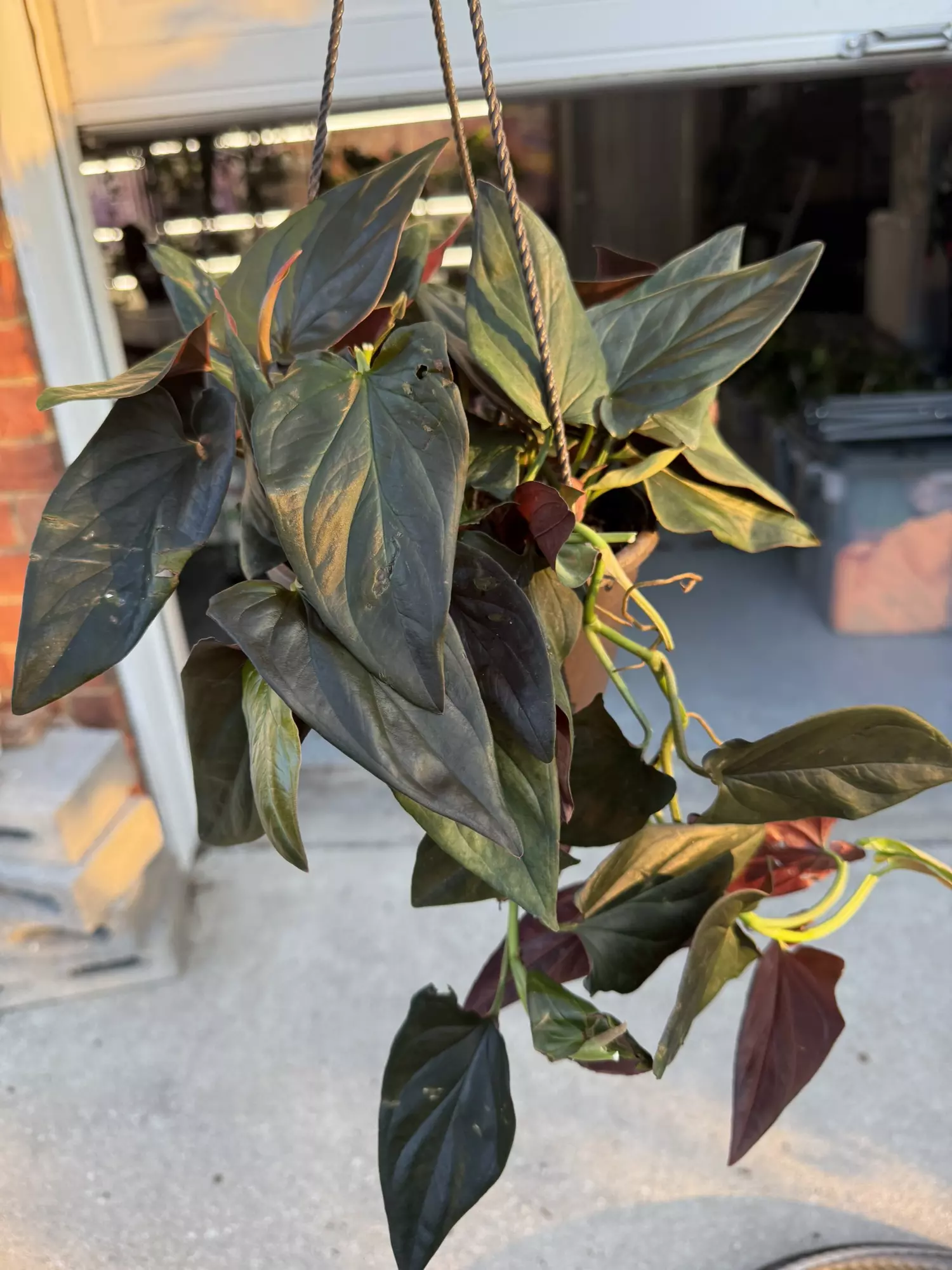 plant/Red arrow Syngonium-2