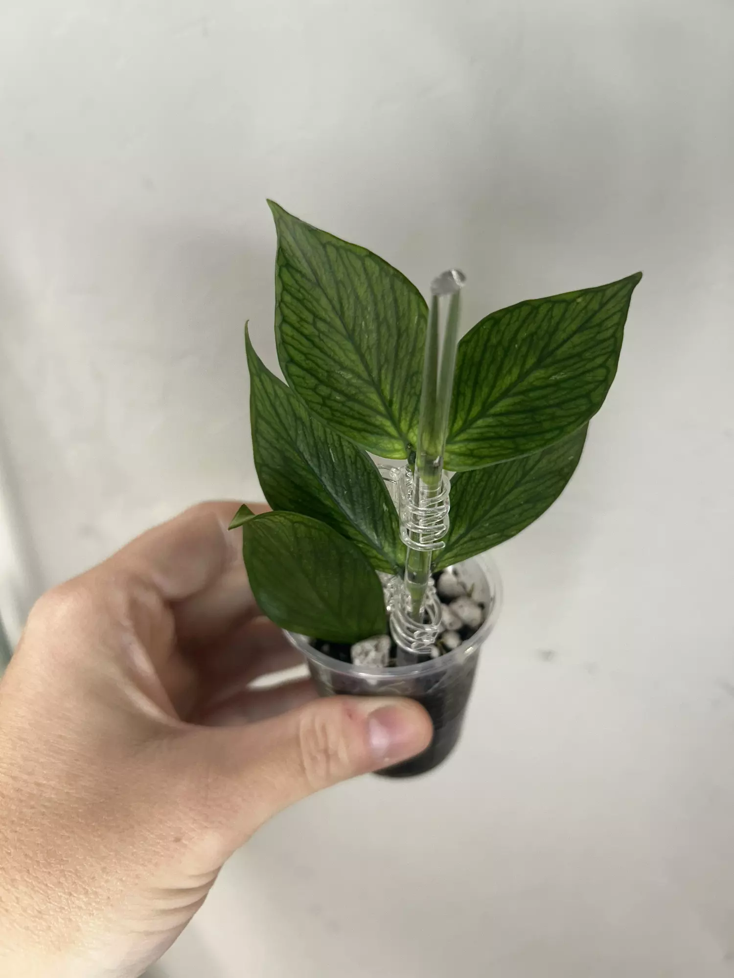 plant/Hoya Polyneura UNROOTED CUTTING-0