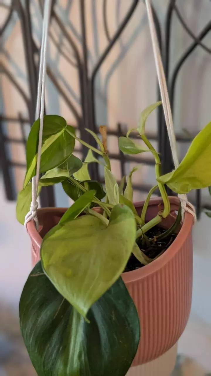 plant/Lemon Meringue Pothos-0